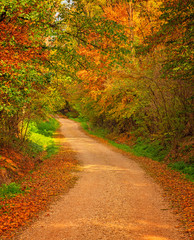 Pathway in the forest at autumn