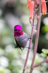 Humming bird on flower 