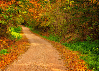Pathway in the forest at autumn