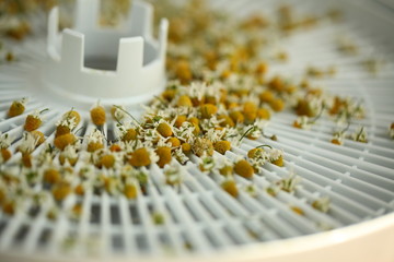 chamomile flowers medical dry billet