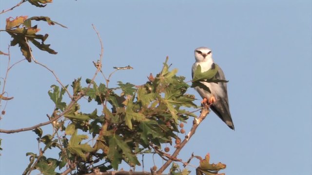 Black winged kite on a branch in hula valley Israel