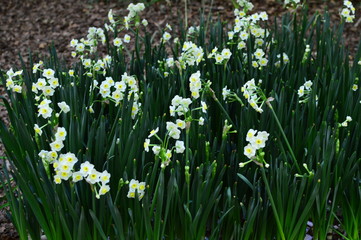 white spring flowers in the garden