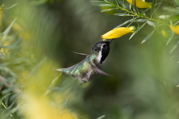 artistic image of hummingbird eating