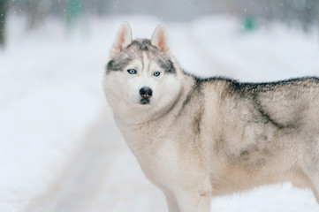 Syberian husky. Beautiful puppy in winter. Fluffy dog outdoor. Friendly pet