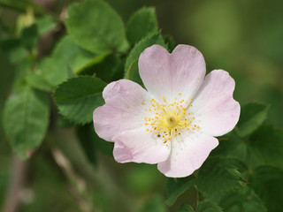 Obraz na płótnie Canvas Rosa canina - Gros plan sur fleur blanc-rose pâle et étamines jaunes du Rosier ou églantier des chiens