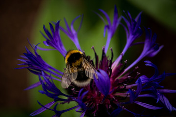 Hummel auf Lila Blume