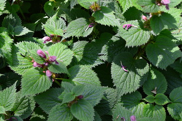 flowers in the garden