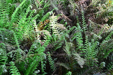 flowers in the garden
