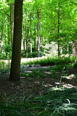 flowers in the garden