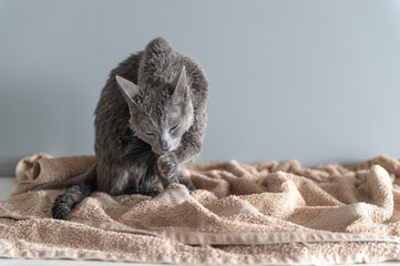 Just washed funny wet furry cute kitten after bath licking itself on gray background. Pets and...