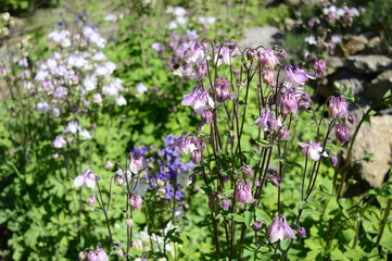 Closeup aquilegia vulgaris - early summer flower with blurred background in garden