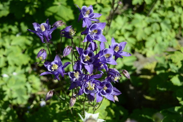 Closeup aquilegia vulgaris - early summer flower with blurred background in garden