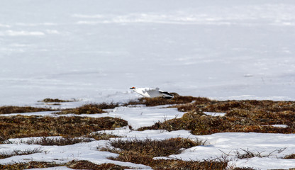 Grouse