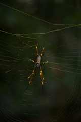 Spinne in Netz