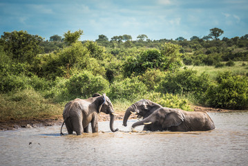 Fototapeta premium Young elephants playing in water, Kruger National Park, South Africa.