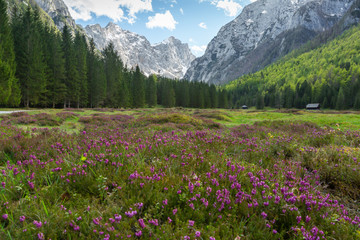 Spring in Krma valley at the Julian Alps with wild flowers blooming, Triglav national park, Slovenia