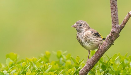 Goldfinch fledgling 