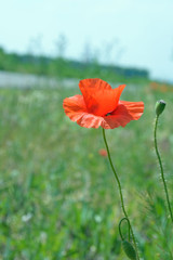 Obraz premium Big red poppy on a background of green grass. Bright sun glare on the colors.