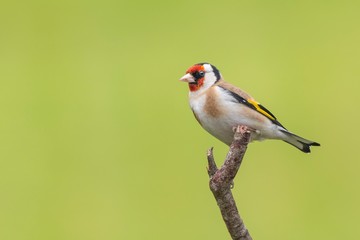 Goldfinch 