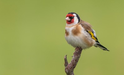 Goldfinch perching on a branch with a green background 