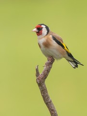 Goldfinch perching on a branch with a green background 