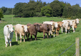 Fototapeta na wymiar Cow in Aberdeenhire field