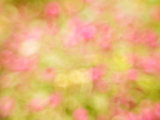 Multicolored blurred background, view of many flowers with focus blurred for background blur.