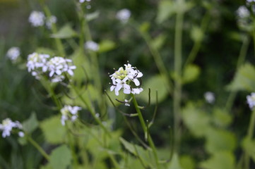 Closeup Cardamine with blurred background in garden