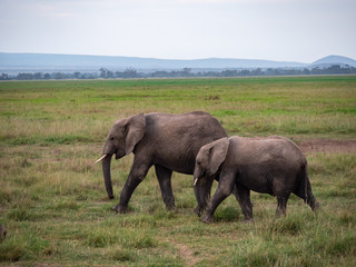 Naklejka na ściany i meble Elephant family roaming in Amboseli National Park, Kenya 