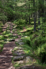 Scottish woods in Bennachie, Aberdeenshire