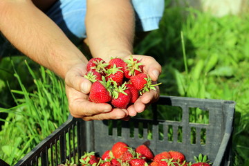 Harvesting fresh strawberries in June. Sweet red strawberry. Strawberry Farm Box with ripe berry. Manual labor in the garden. A bunch of strawberries in hand.