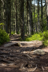 Scottish woods in Bennachie, Aberdeenshire