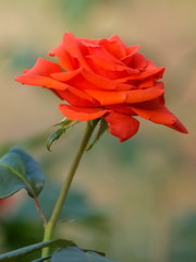 Soft focus red rose blossom on branch with nature blurred background.