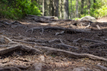 Scottish woods in Bennachie, Aberdeenshire