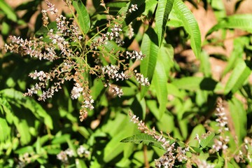 Aloysia Citrodora plant in the garden