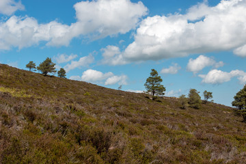 Landscape of the side of Bennachie, Scotland