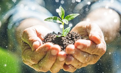 Green plant in human hands on blurred background