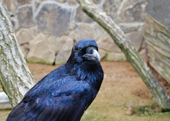 crow