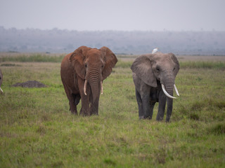 Fototapeta na wymiar Elephant family roaming in Amboseli National Park, Kenya 
