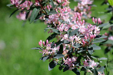 Tartarian honeysuckle the branch blossoming in pink colors against the background of a green lawn. ...