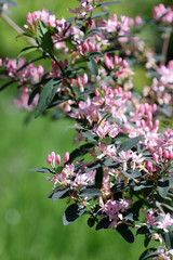 Tartarian honeysuckle the branch blossoming in pink colors against the background of a green lawn.  Lonicera tatarica. Caprifolium Family