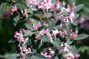 Tartarian honeysuckle the branch blossoming in pink colors against the background of a green lawn.  Lonicera tatarica. Caprifolium Family