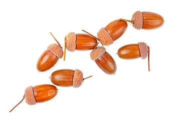 Brown acorns on a white background, top view.