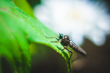 Midge on a sheet