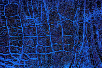 Abstract blue crocodile skin texture