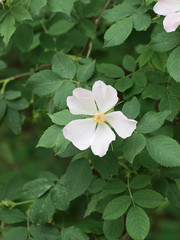 White flower of climbing rosa canina shrub or dog rose (Rosa canina)