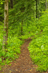 Road in forest. Tennessee. USA