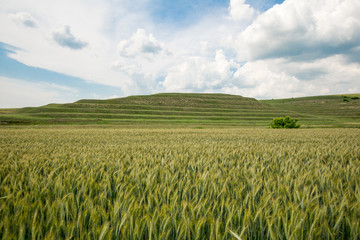 summer landscape with fluffy clouds and cultivated fields in dobrogea region, romania