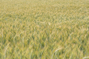 summer cereal crop