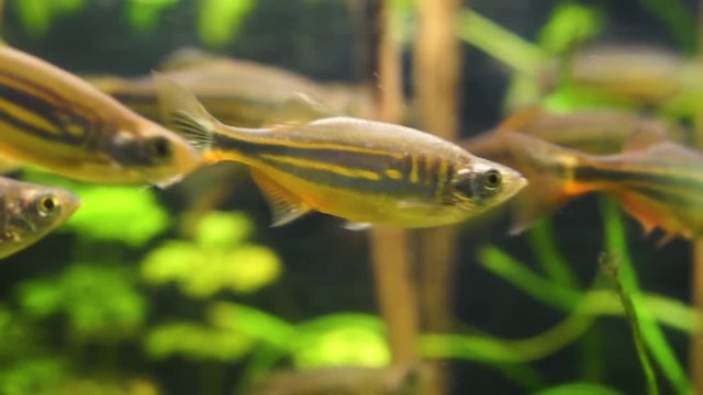 closeup of a giant danio fish swimming in the aquarium, tropical minnow specie from the rivers of Asia
